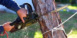 Best Lawn Pest Prevention  in Collegeville, PA