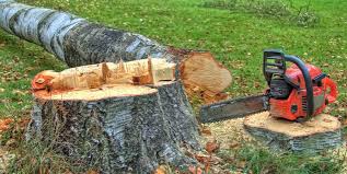 Best Commercial Tree Services  in Collegeville, PA