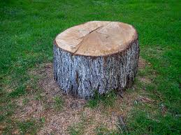 Best Lot and Land Clearing  in Collegeville, PA