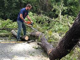 Best Tree and Shrub Care  in Collegeville, PA