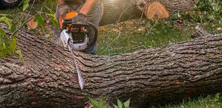 Best Lawn Fertilization  in Collegeville, PA