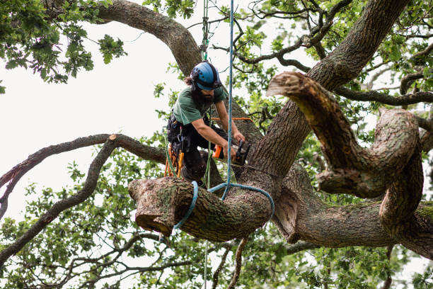 Best Tree Cabling and Bracing  in Collegeville, PA