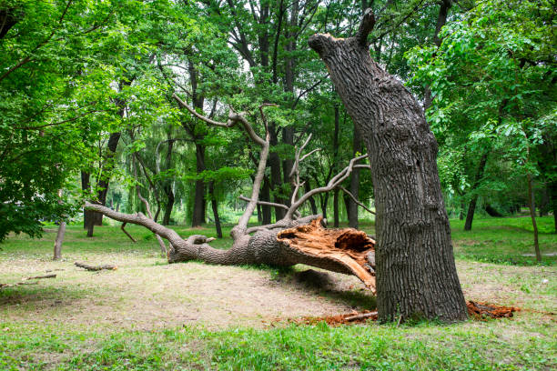 Best Arborist Consultation Services  in Collegeville, PA
