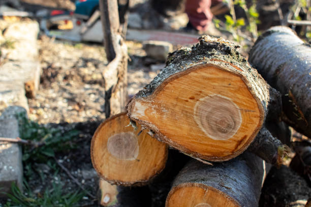 Best Tree Removal  in Collegeville, PA