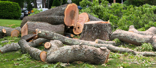 How Our Tree Care Process Works  in  Collegeville, PA