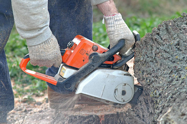 Best Palm Tree Trimming  in Collegeville, PA