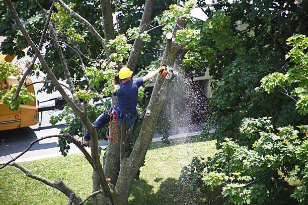 Best Tree Trimming and Pruning  in Collegeville, PA
