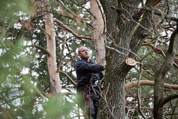 Best Firewood Processing and Delivery  in Collegeville, PA