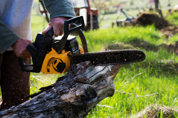 Best Tree Mulching  in Collegeville, PA