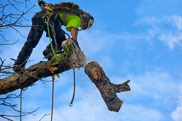 Best Aeration Services  in Collegeville, PA