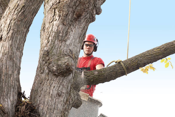 Best Tree Health Inspection  in Collegeville, PA